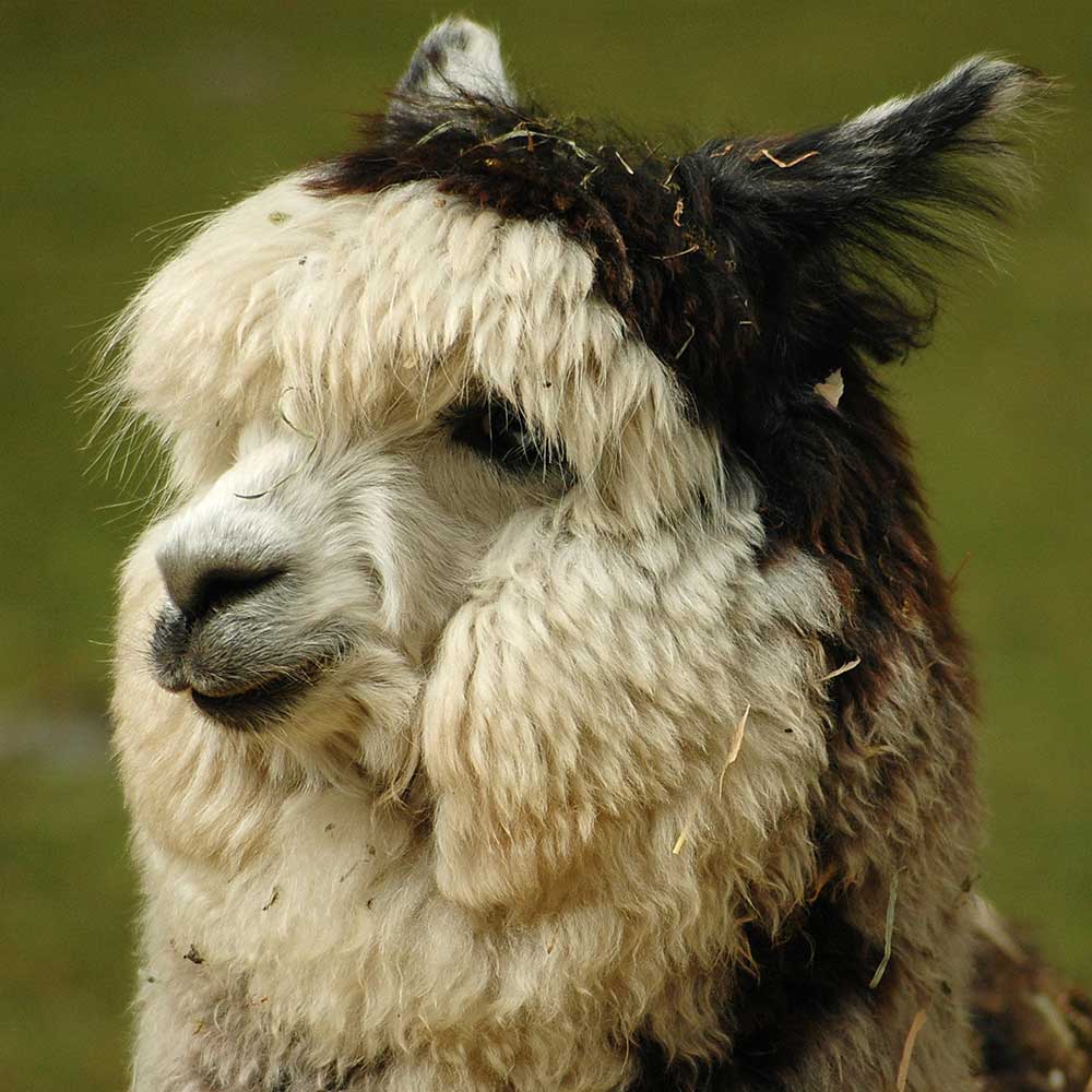 Fuzzy, funny looking, white & brown alpaca